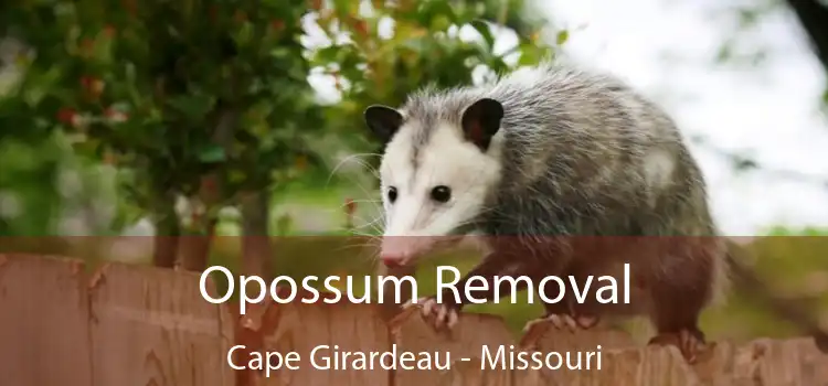 Opossum Removal Cape Girardeau - Missouri