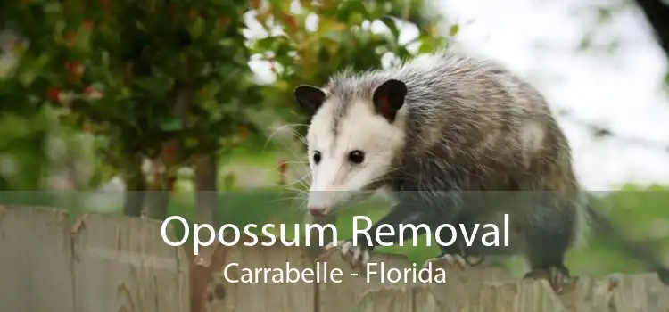 Opossum Removal Carrabelle - Florida