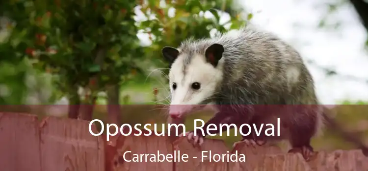 Opossum Removal Carrabelle - Florida