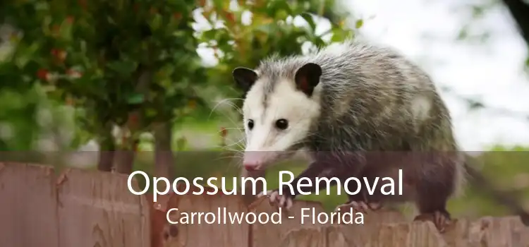 Opossum Removal Carrollwood - Florida