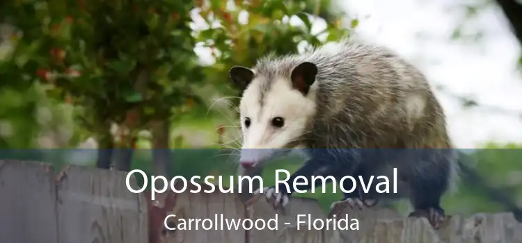 Opossum Removal Carrollwood - Florida