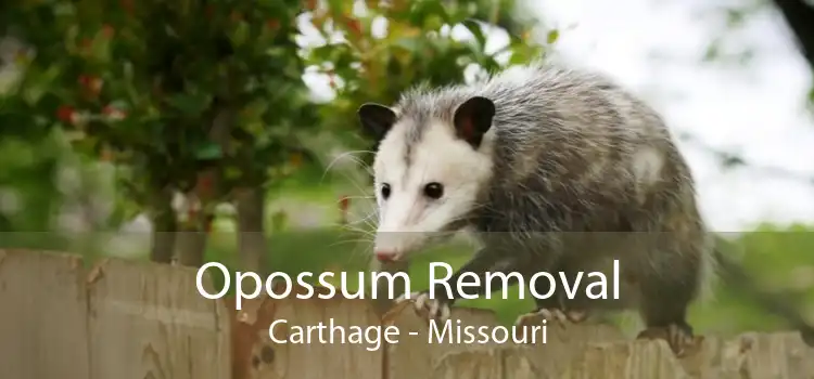 Opossum Removal Carthage - Missouri
