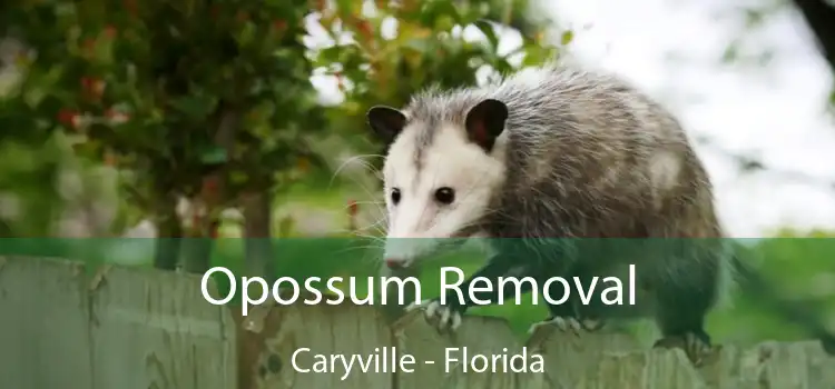 Opossum Removal Caryville - Florida