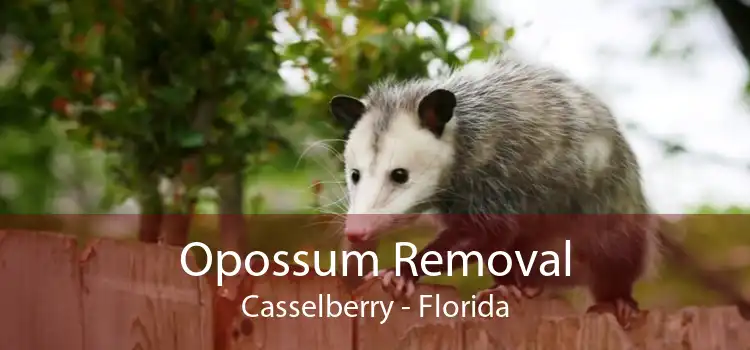 Opossum Removal Casselberry - Florida