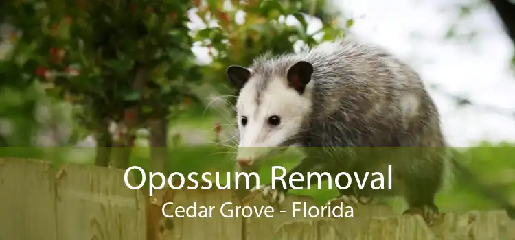 Opossum Removal Cedar Grove - Florida