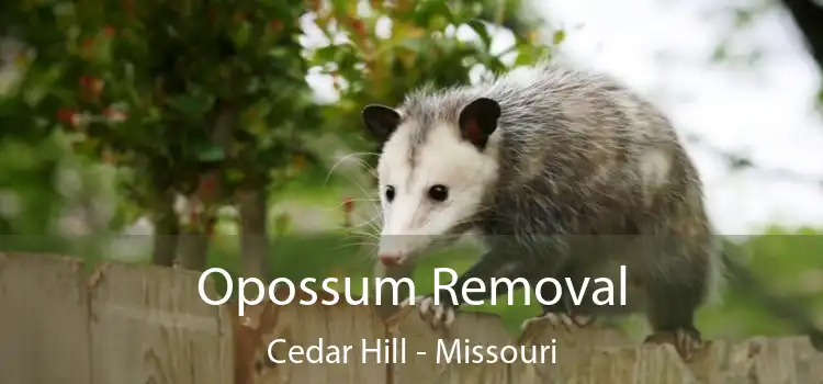 Opossum Removal Cedar Hill - Missouri