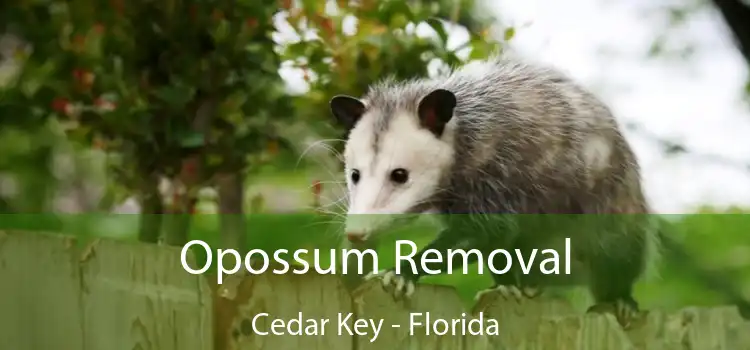 Opossum Removal Cedar Key - Florida