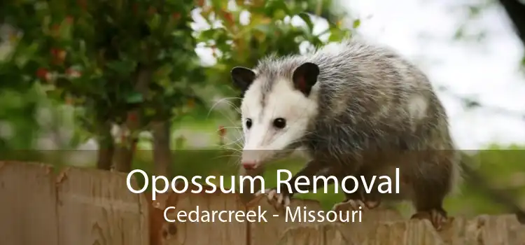 Opossum Removal Cedarcreek - Missouri
