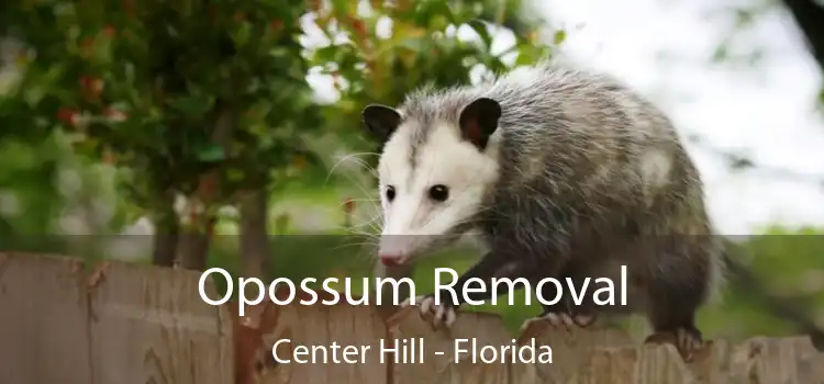 Opossum Removal Center Hill - Florida