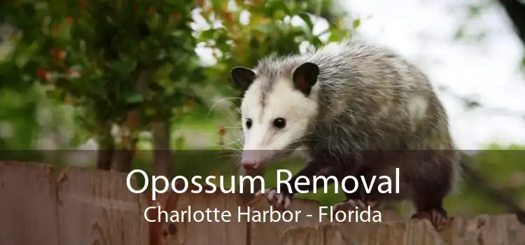 Opossum Removal Charlotte Harbor - Florida