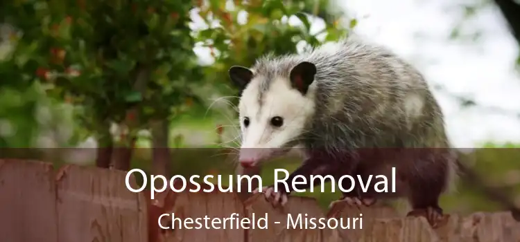 Opossum Removal Chesterfield - Missouri