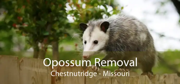 Opossum Removal Chestnutridge - Missouri