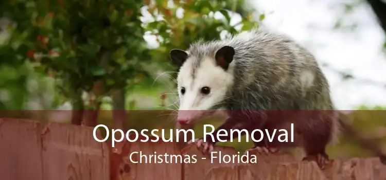 Opossum Removal Christmas - Florida