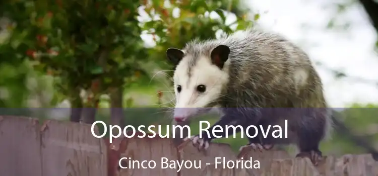 Opossum Removal Cinco Bayou - Florida