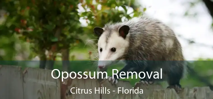 Opossum Removal Citrus Hills - Florida