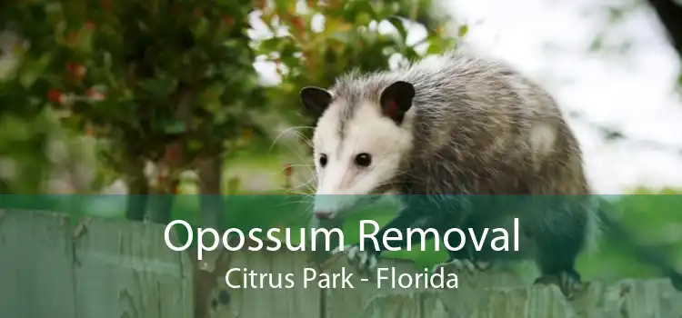 Opossum Removal Citrus Park - Florida