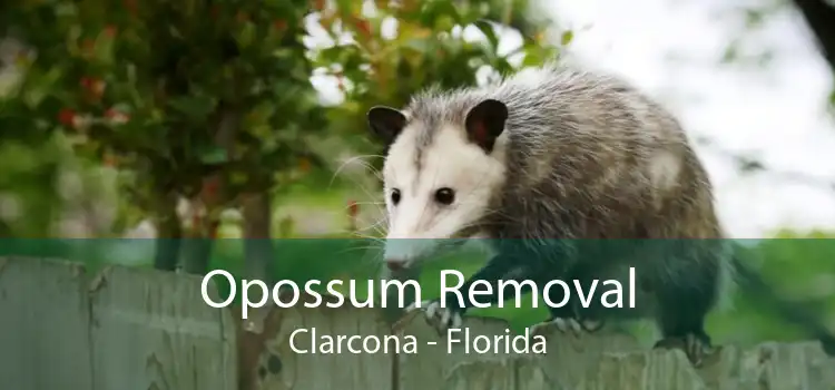 Opossum Removal Clarcona - Florida