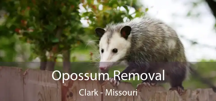 Opossum Removal Clark - Missouri