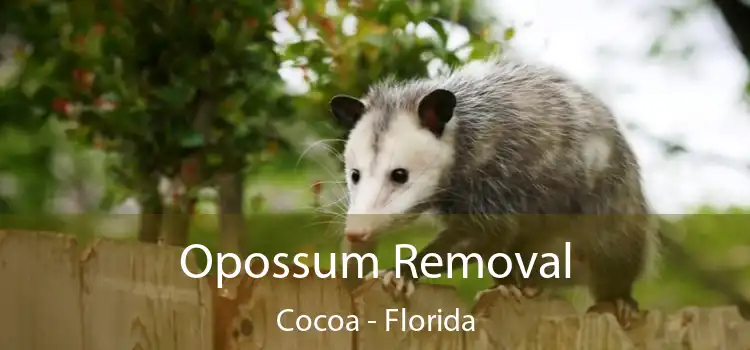 Opossum Removal Cocoa - Florida