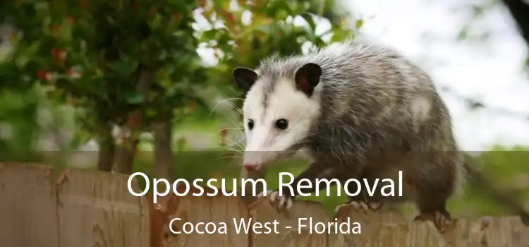 Opossum Removal Cocoa West - Florida