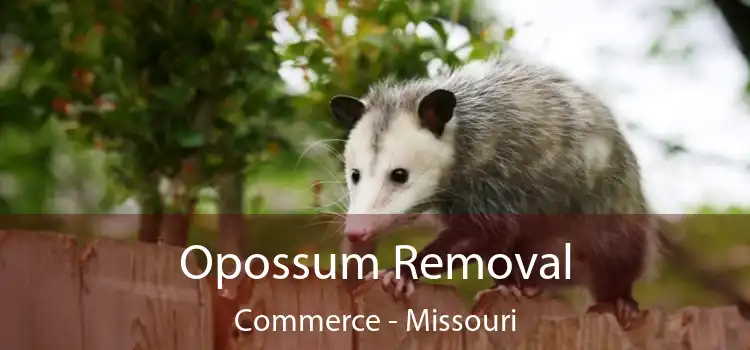 Opossum Removal Commerce - Missouri