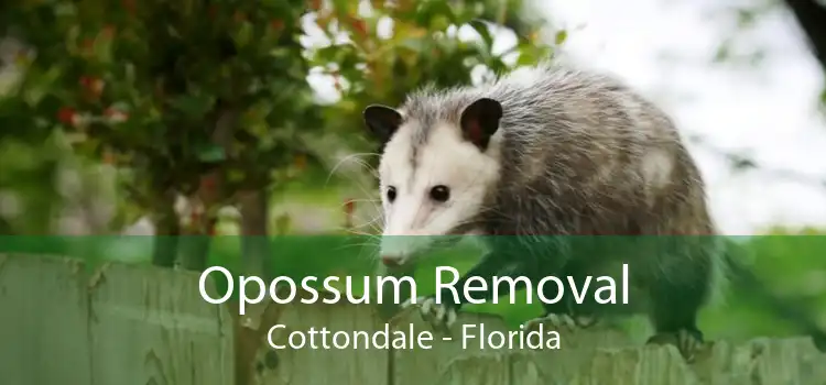 Opossum Removal Cottondale - Florida