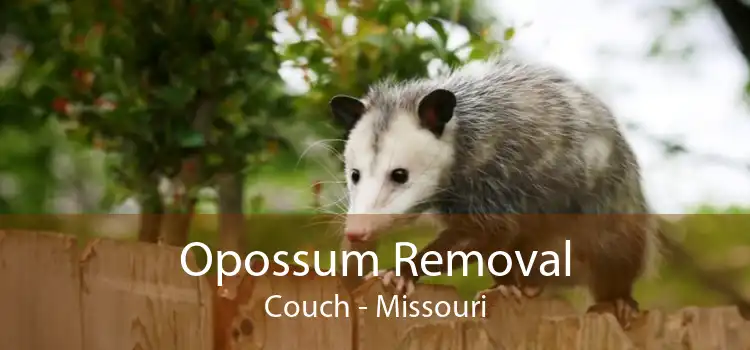 Opossum Removal Couch - Missouri