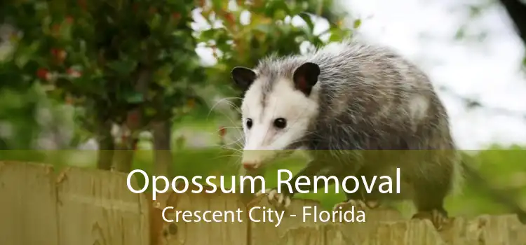 Opossum Removal Crescent City - Florida