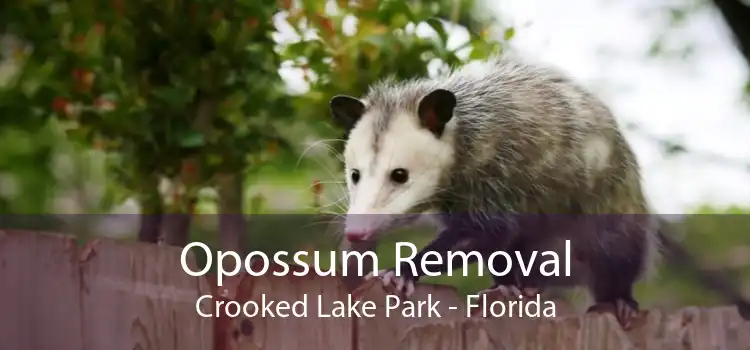 Opossum Removal Crooked Lake Park - Florida