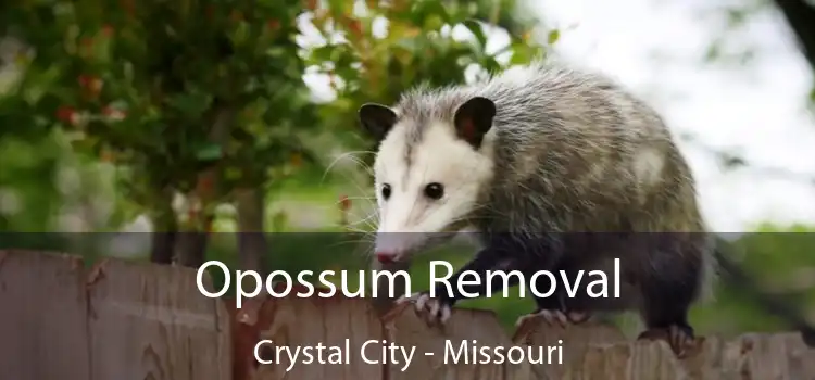 Opossum Removal Crystal City - Missouri