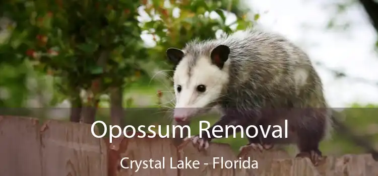 Opossum Removal Crystal Lake - Florida