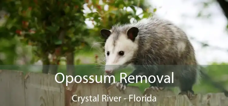 Opossum Removal Crystal River - Florida