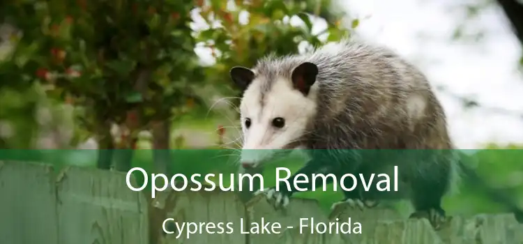 Opossum Removal Cypress Lake - Florida