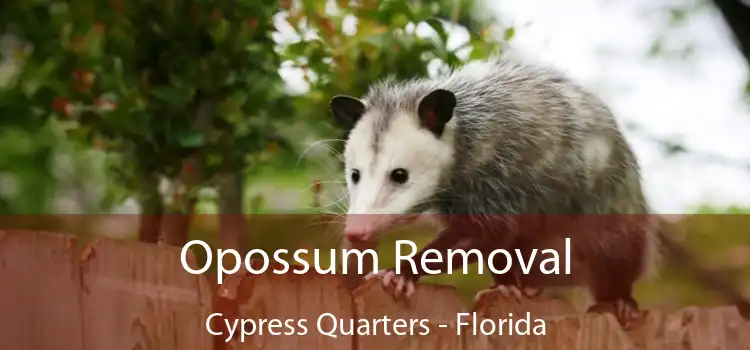 Opossum Removal Cypress Quarters - Florida