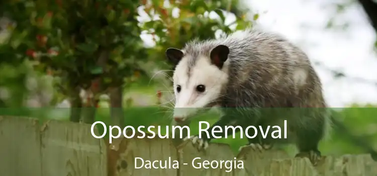 Opossum Removal Dacula - Georgia