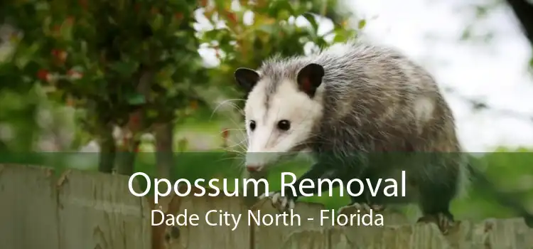 Opossum Removal Dade City North - Florida