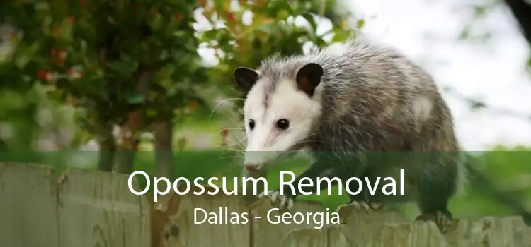 Opossum Removal Dallas - Georgia