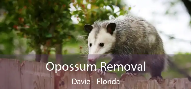 Opossum Removal Davie - Florida