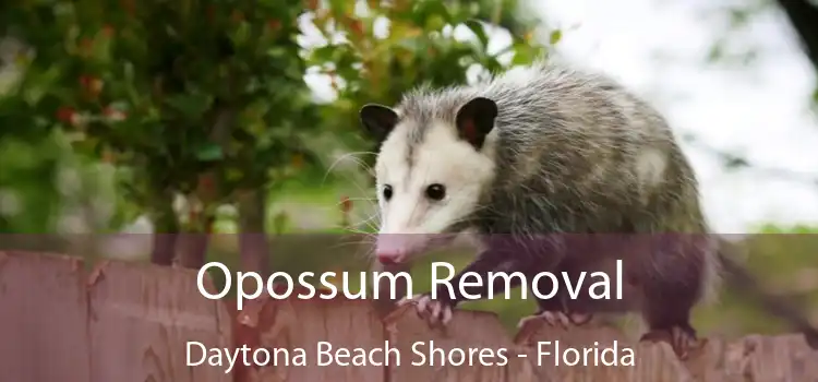 Opossum Removal Daytona Beach Shores - Florida