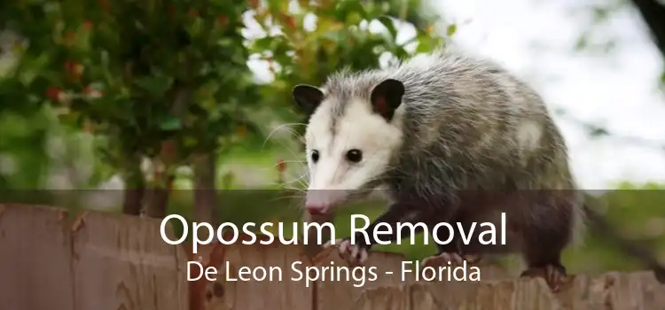 Opossum Removal De Leon Springs - Florida