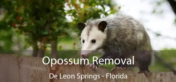 Opossum Removal De Leon Springs - Florida