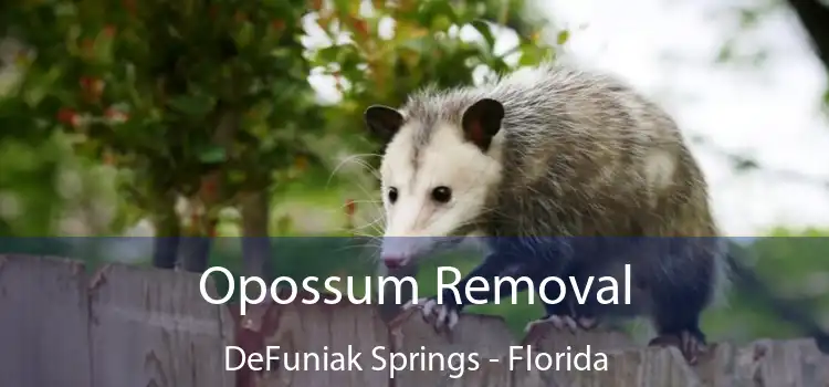 Opossum Removal DeFuniak Springs - Florida