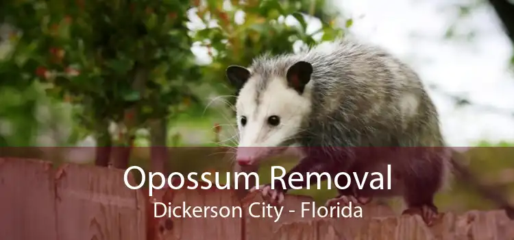 Opossum Removal Dickerson City - Florida