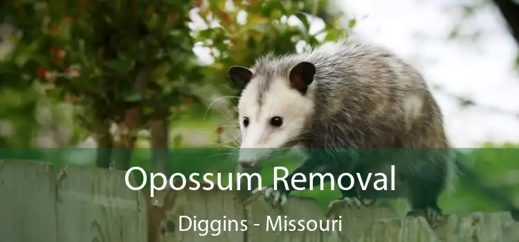 Opossum Removal Diggins - Missouri