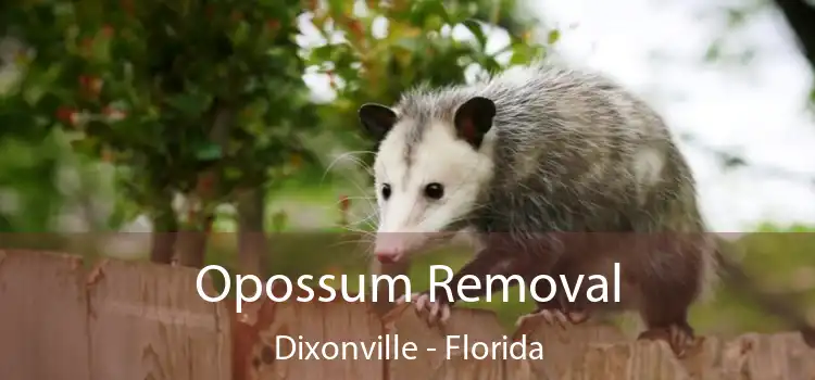 Opossum Removal Dixonville - Florida