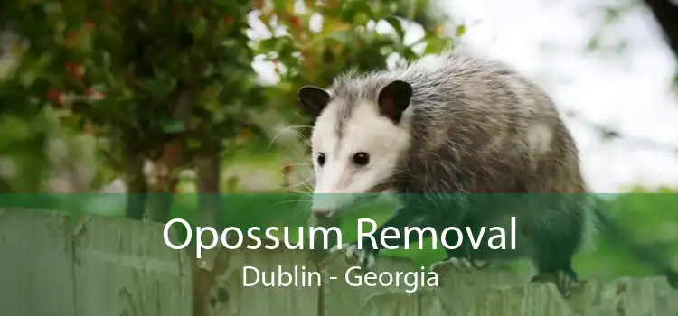 Opossum Removal Dublin - Georgia