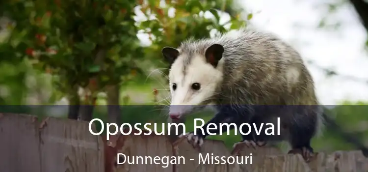 Opossum Removal Dunnegan - Missouri