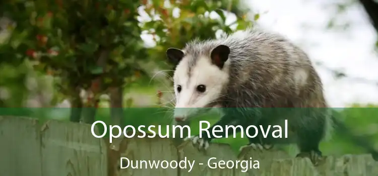 Opossum Removal Dunwoody - Georgia