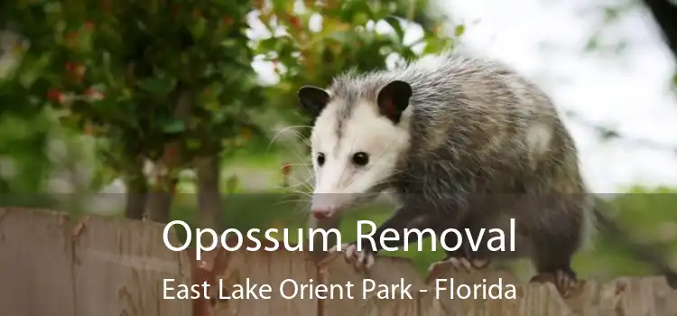 Opossum Removal East Lake Orient Park - Florida