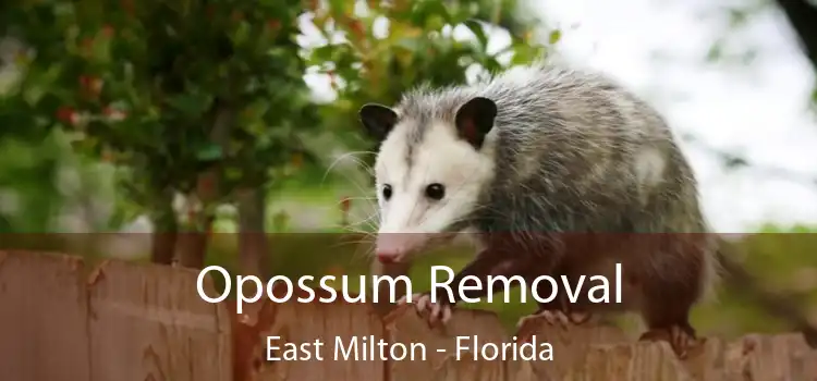 Opossum Removal East Milton - Florida